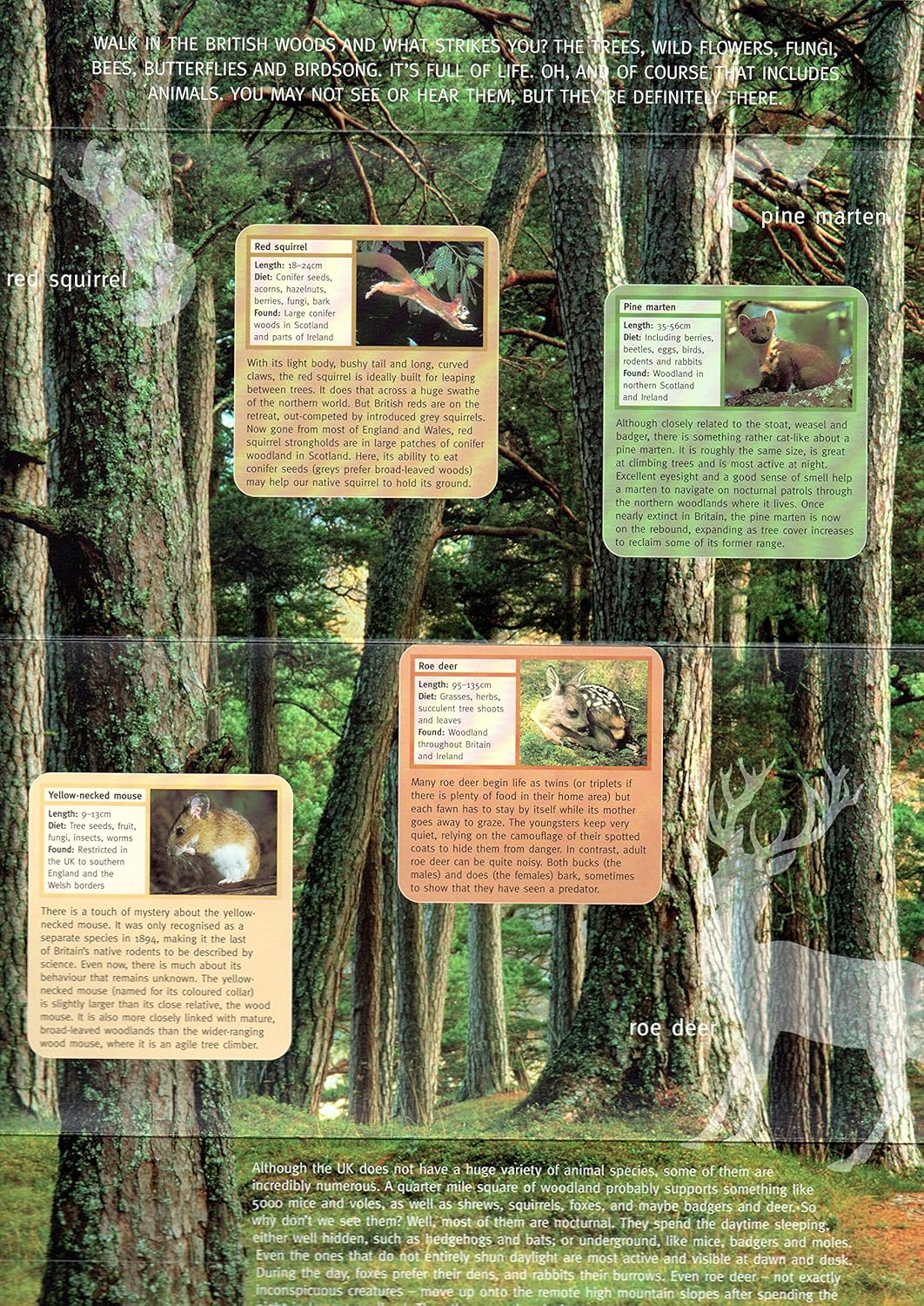 2004 Woodland Animals Stamps in Presentation pack - Image 3