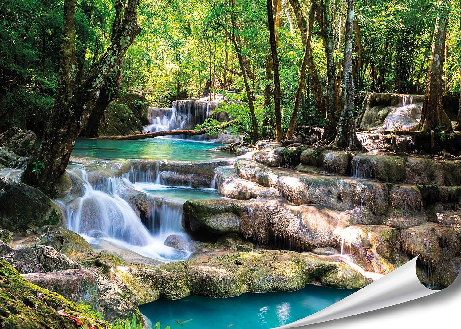 Amazon Nature Posters at Donald Nunez blog