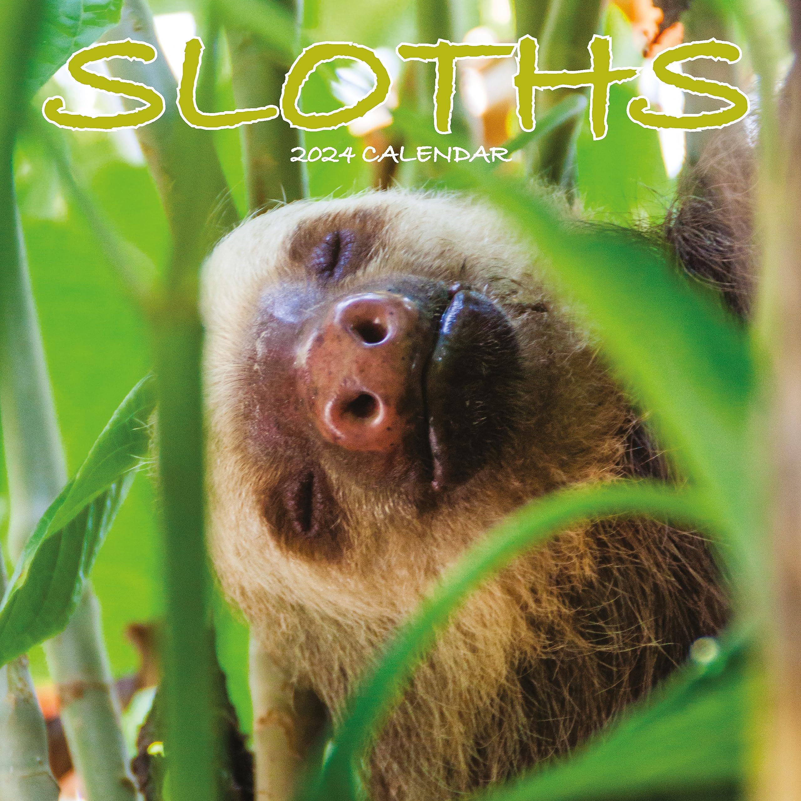 Sloths 2024 Calendar