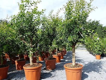 Angebot Xxl Punica Granatum 170 180 Cm Granatapfelbaum Obstbaum Obst Apfelbaum Apfel Amazon De Garten