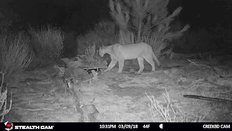 stealth cam doubledrop ir trail camera