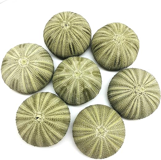 Amazon Com Pepperlonely 10pc Natural Green Sea Urchins Sea Shells