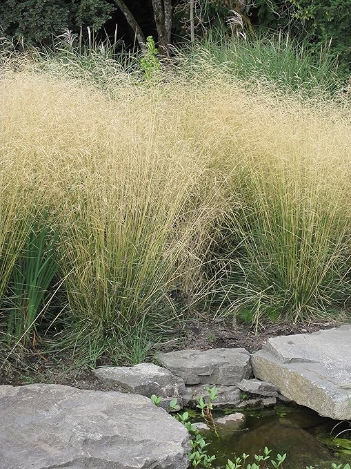 Deschampsia cespitosa 'Tauträger' 1 Liter (Ziergras/Gräser ...