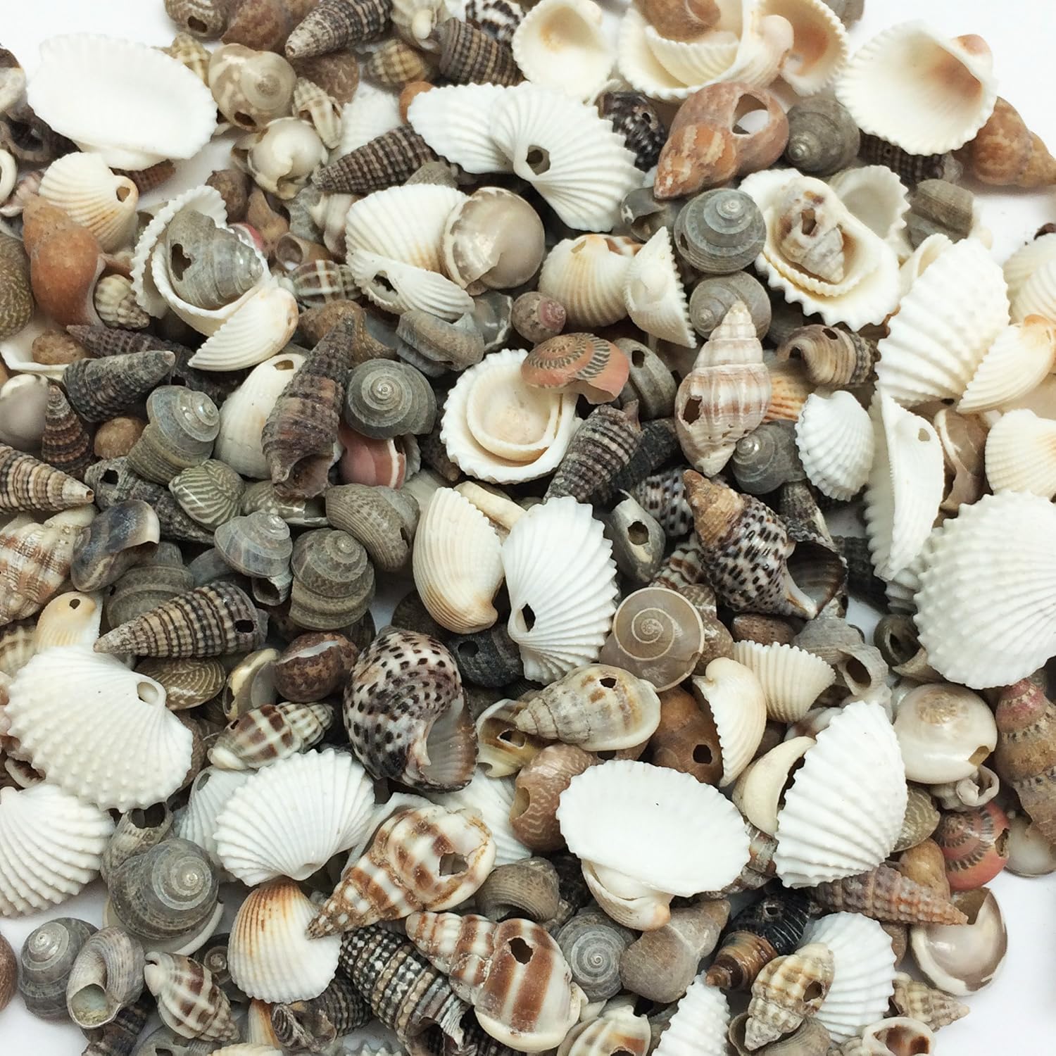 Vase Fillers - PEPPERLONELY Extra Small Drilled Shell Mix Sea Shells, 4 OZ Apprx. 400+ PC Shells, 1/4 Inch ~ 3/4 Inch