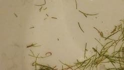 Amazon.com Pond Oxygenating Hornwort Bunch Plants Amazon.com Pond Oxygenating Hornwort Bunch Plants