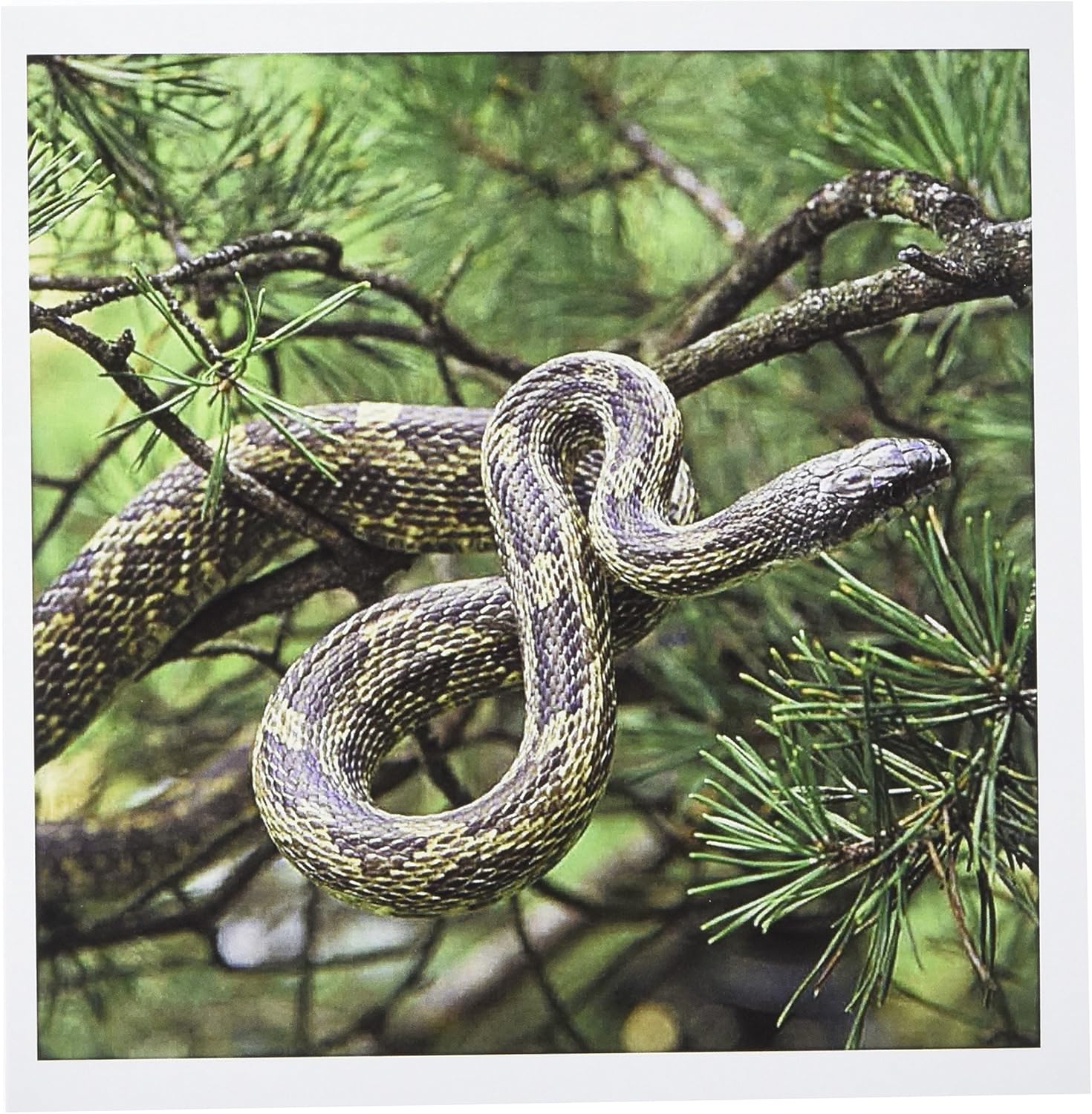 Amazon Com 3drose Black Rat Snake Climbing Into Pine Tree Na02