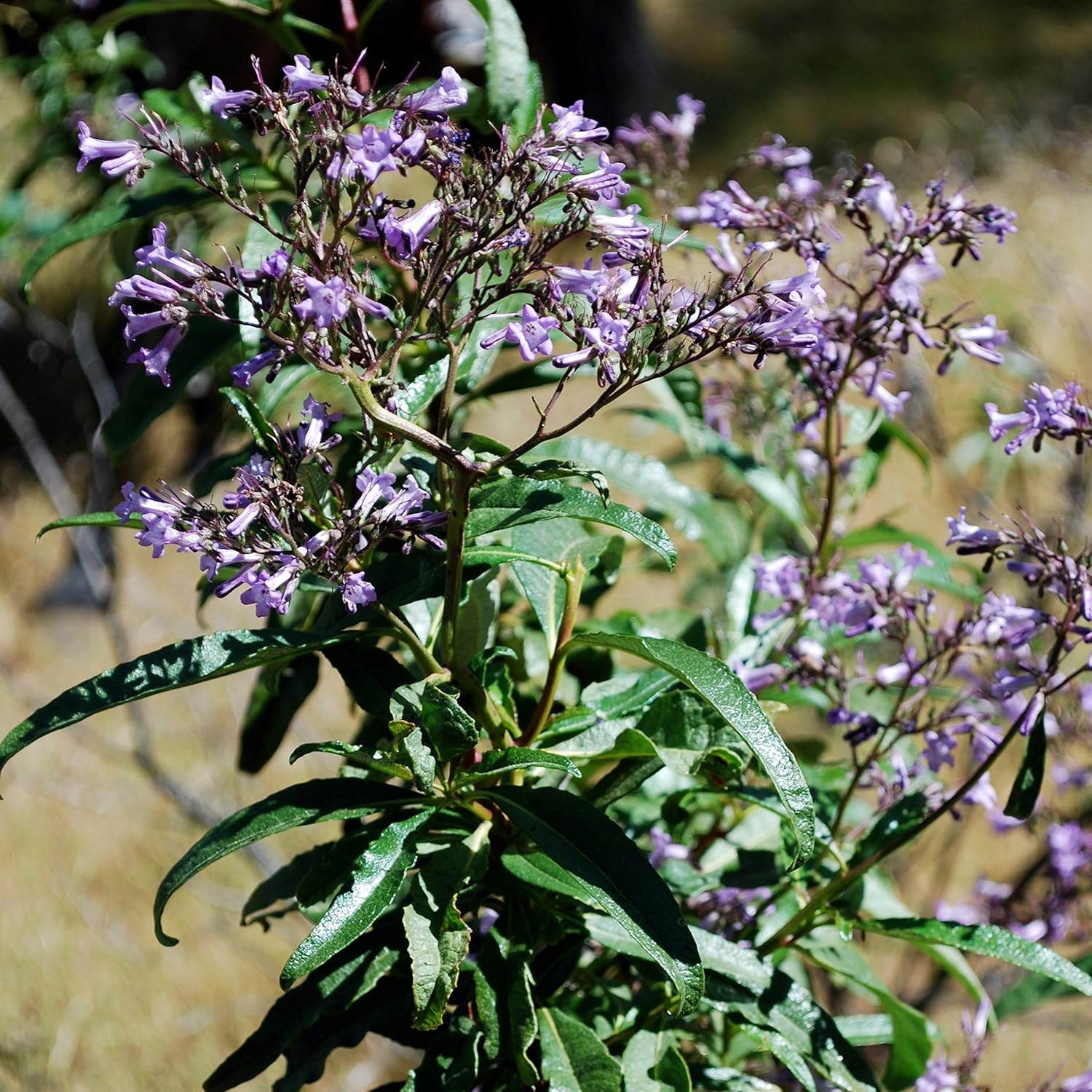 Yerba Santa Seeds (Eriodictyon californicum) 20+ Medicinal Herb Seeds