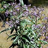 Yerba Santa Seeds (Eriodictyon californicum) Packet