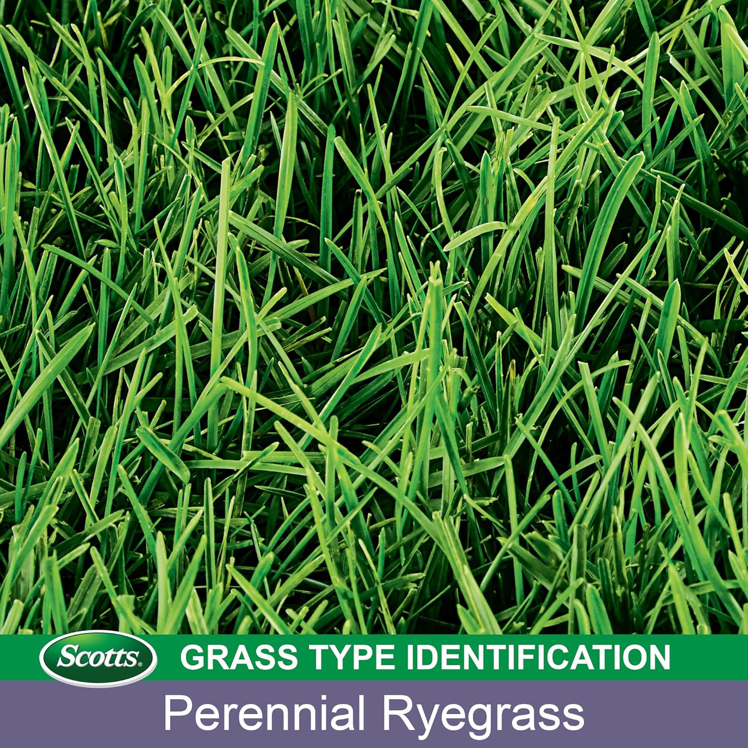 Scotts Turf Builder Grass Seed Perennial Ryegrass Mix, 7.lb. - Full Sun and Light Shade - Quickly Repairs Bare Spots, Ideal for High Traffic Areas and Erosion Control - Seeds up to 2, 900 sq. ft. : Grass Plants : Garden & Outdoor