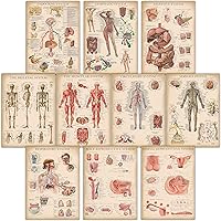 10 Pack,Vintage Anatomical Poster Set,Laminated,Muscular, Skeletal, Digestive, Respiratory, Circulatory, Endocrine, Lymphatic