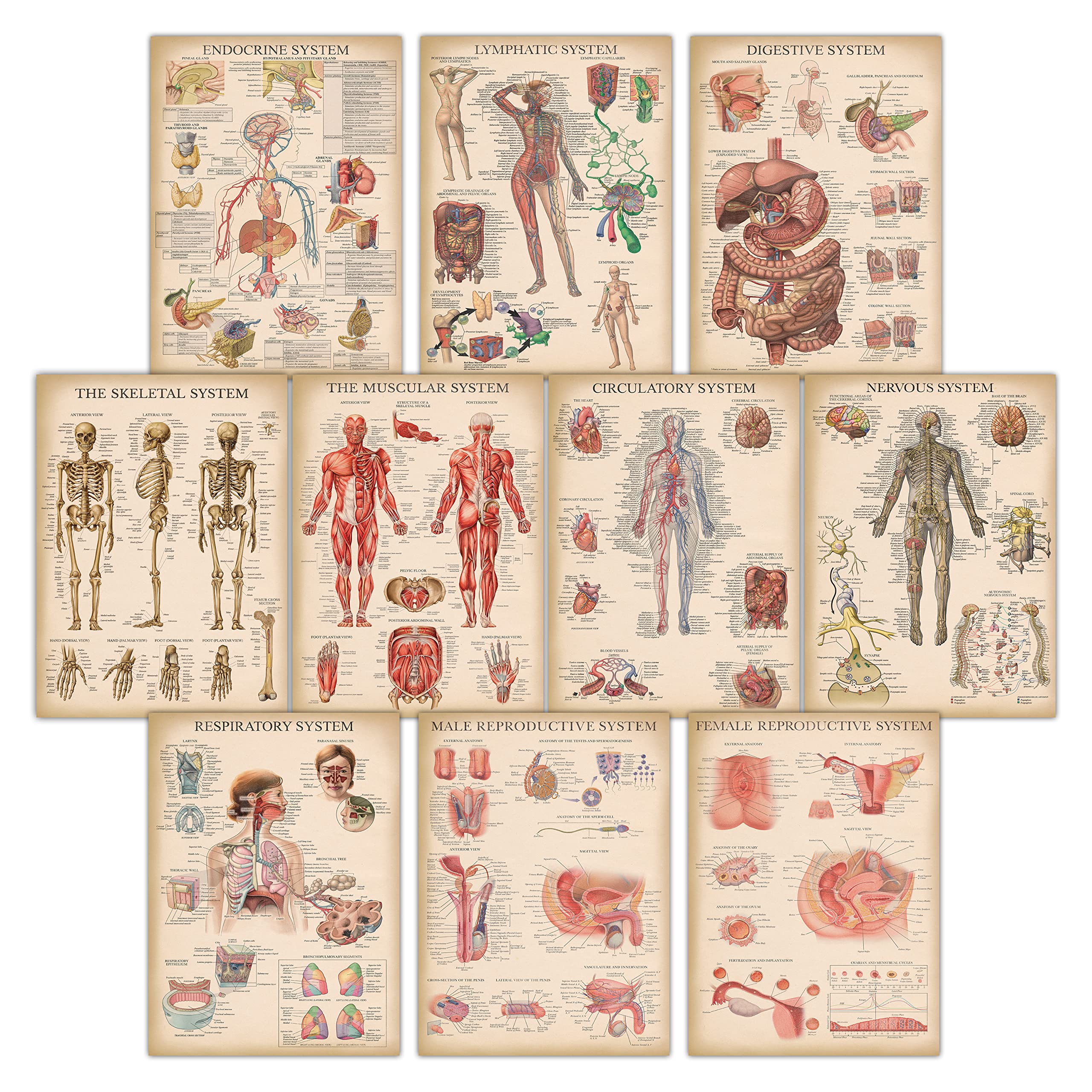 11 Pack - Vintage Anatomy Posters - Laminated - Muscular, Skeletal, Digestive, Respiratory