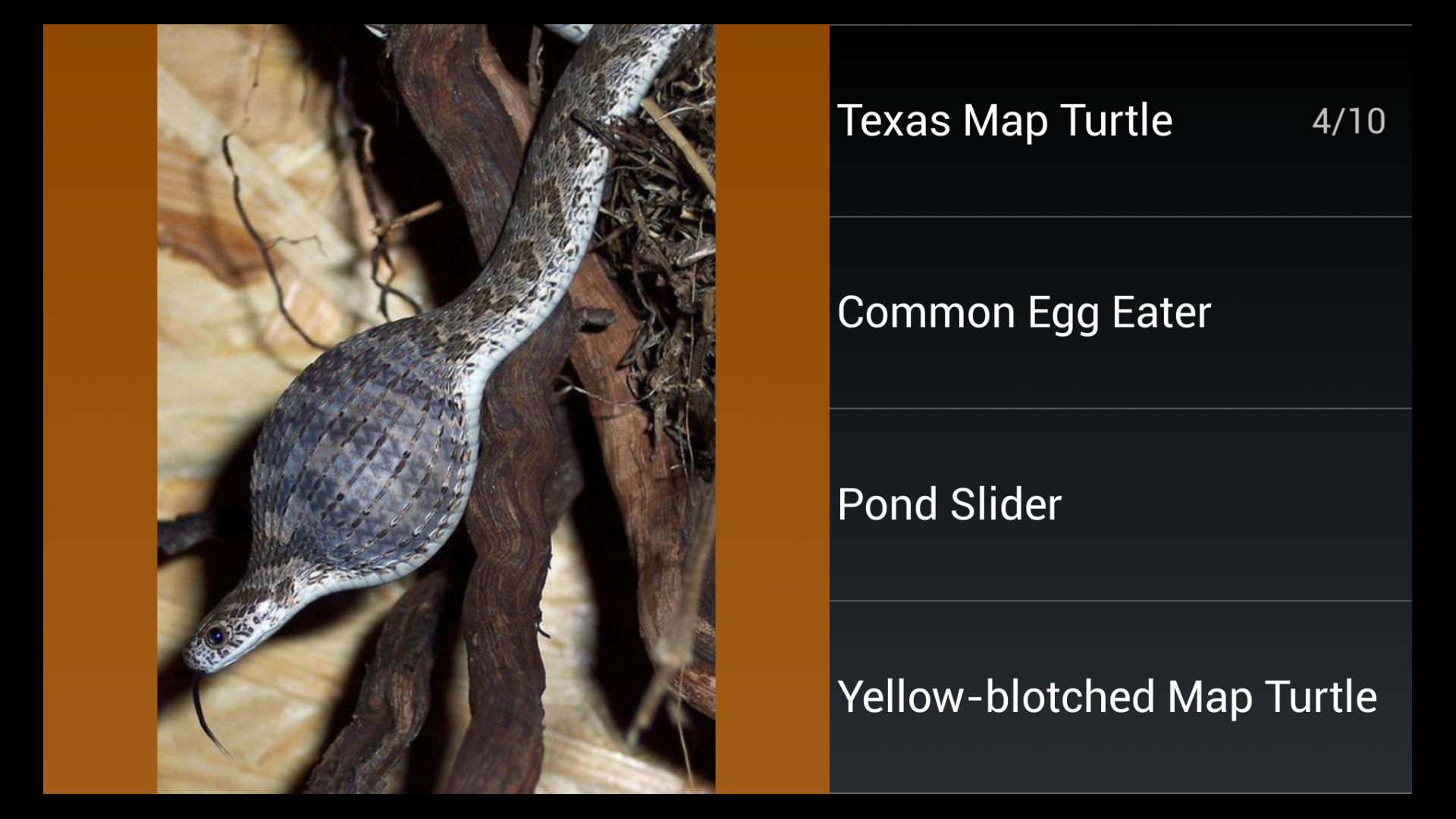 Especies de reptiles Trivia Quiz Amazon.es Appstore para Android