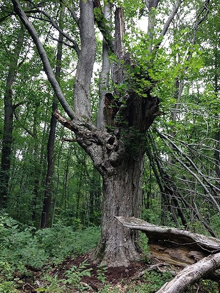 Phobos Magazine Issue Two: Emergence: weird | fiction