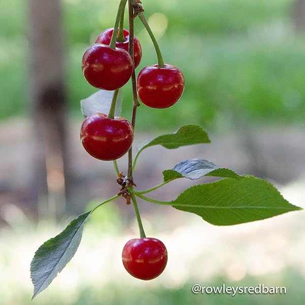 NO SUGAR ADDED DRIED TART MONTMORENCY CHERRIES (4 LB.) BY COUNTRY SPOON