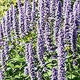 Outsidepride 500 Seeds Perennial Agastache Purple Korean Mint Flower Seeds for Planting