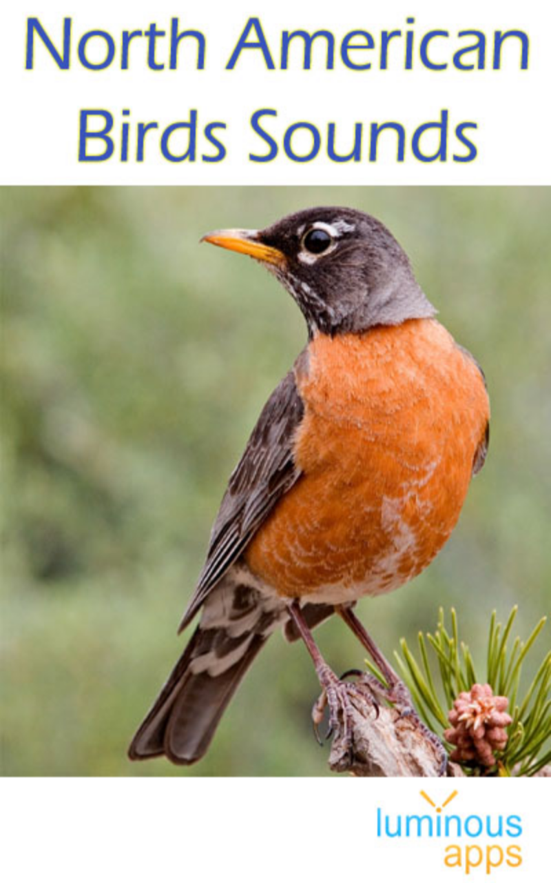 North American Birds Sounds: Amazon.ca: Appstore for Android