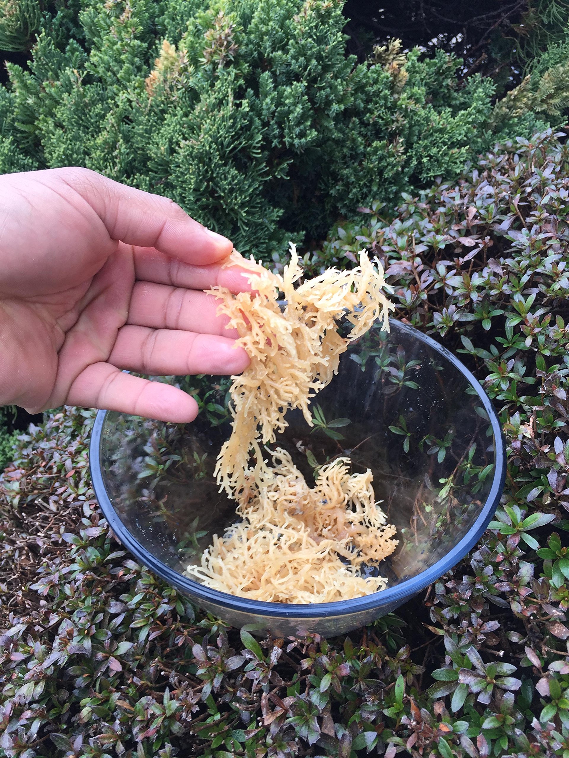 Irish Moss, Sea Moss Wildcrafted 16 oz Buy Online in UAE