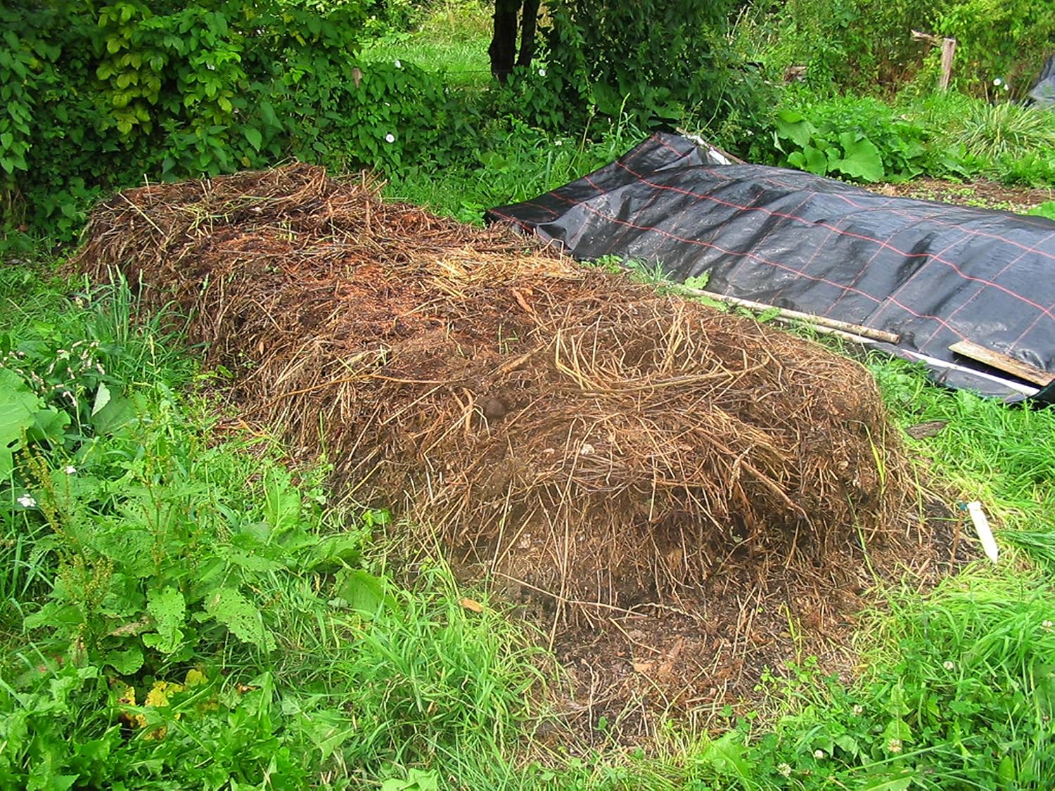 Kompoststarter Regenwurm Set Komposter aktive Würmer für Kompost ...