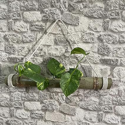 SPRAWA Hand-Made Hanging Bamboo Planter with Attached String for Home, Balcony, Office, Garden (Set of 1, Height 20 Inch-28 Inch)