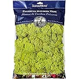 Super Moss 21669 Reindeer Moss Preserved, Chartreuse, 8oz (200 cubic inch)
