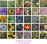 Scott&Co Flower Seed Variety Pack 30 Varieties Bee Butterflies Grow Indoor view 4