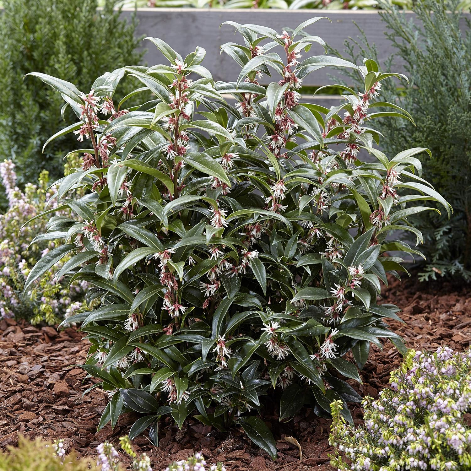 YouGarden Sarcococca hookeriana 'Winter Gem', Established Garden Plant in 15cm Pot, Hardy Evergreen Shrub for Winter Fragrance - Image 4