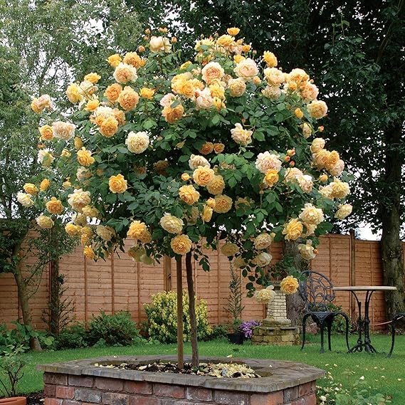 Aiden Gardens Rare Grafted English Tree Rose Plant" GOLDEN CELEBRATION