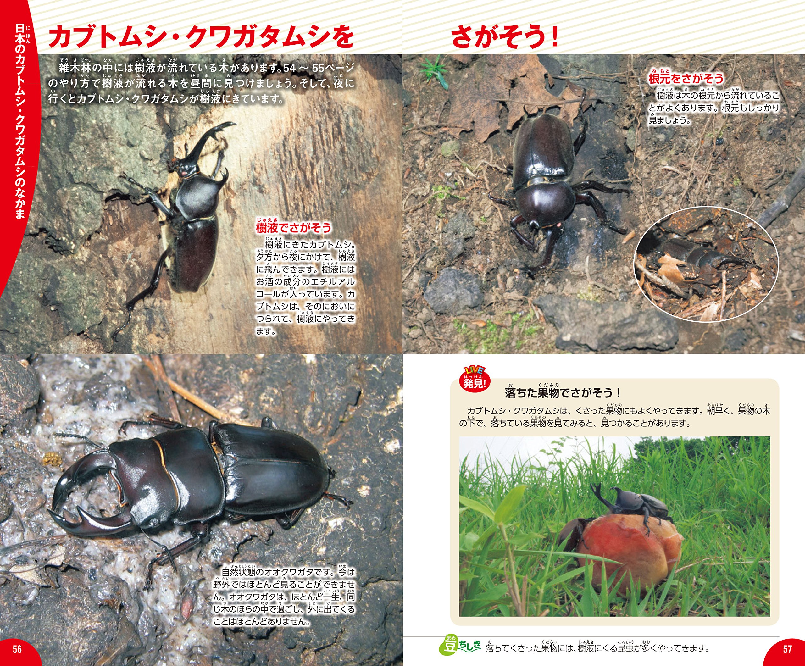 カブトムシ クワガタムシ 学研の図鑑live ライブ ポケット Amazon Com Books