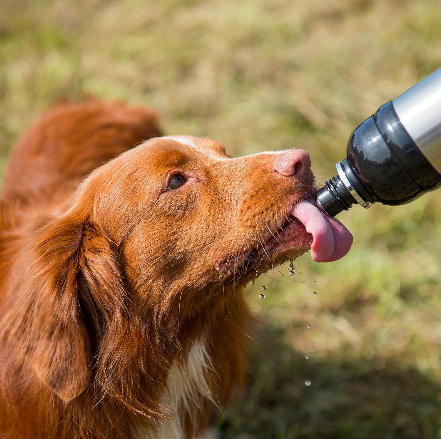 Other Long paws - Pet Water Bottle - Silver - 250 ml, clear, 67208, 250ml - Image 4