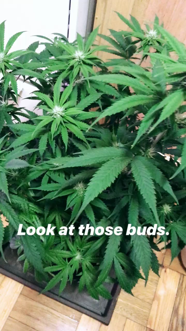 Flower Fuel 13432, 1000g The Best Flower Additive For