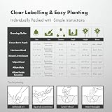 GreenBrokers 5 Month Flowering Collection Bulbs for Spring Garden view 5