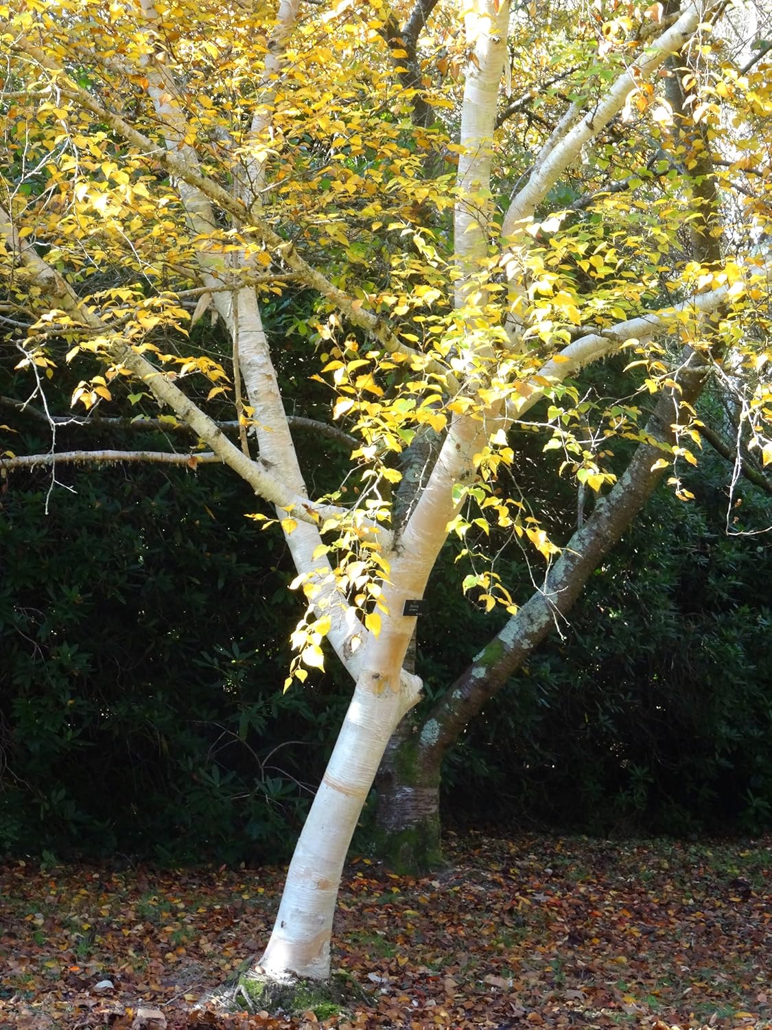 1 Silver Birch Jacquemontii 45ft Tall in a Pot Stunning Tree, Himalyan