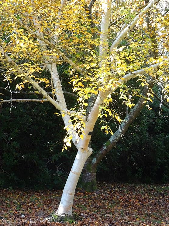 1 Silver Birch Jacquemontii 45ft Tall in a Pot Stunning Tree, Himalyan