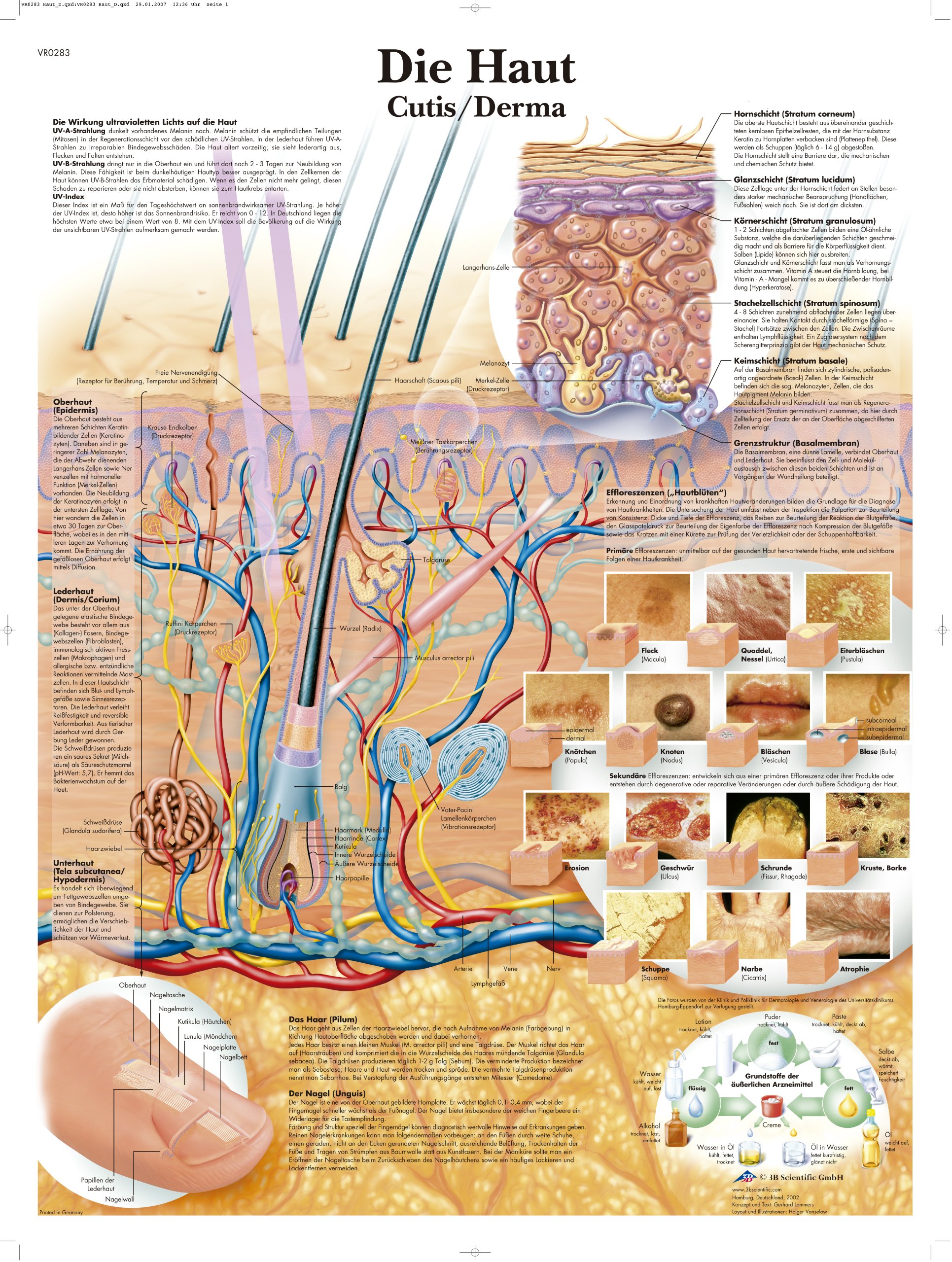3B Scientific – Laminated Female Genital Organs Chart – UV & Dust-Protected Anatomy Poster for Study, Teaching & Clinics