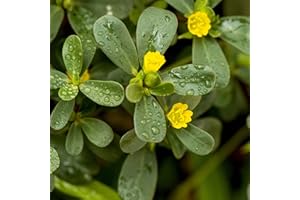 Outsidepride Green Purslane Seeds for Planting - 5,000 Pcs Annual, Easy to Grow, Vitamin-Rich & Drought Tolerant Succulent Seeds for Culinary, Xeriscaping, Containers & Hanging Baskets
