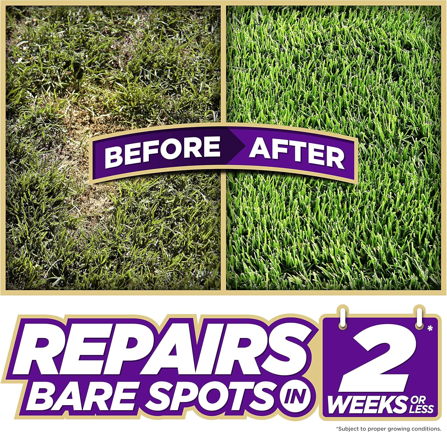 Pennington One Step Complete for Dense Shade Areas - Bare Spot Repair Grass Seed Mix - 8.3 lb : Garden & Outdoor