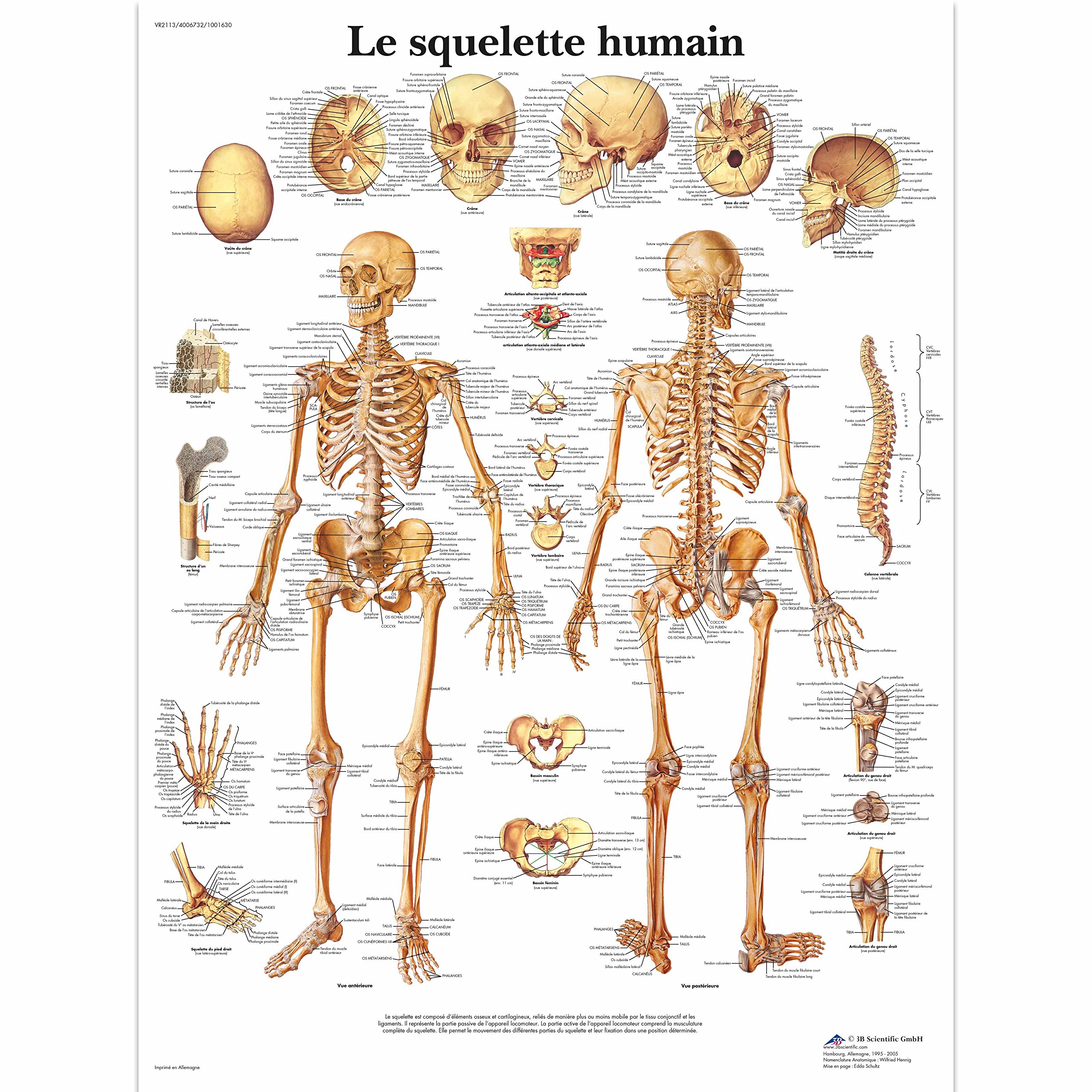 3B Scientific – Laminated Peripheral Nervous System Chart – UV & Dust-Protected Anatomy Poster for Study, Teaching & Clinics