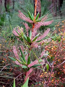 50 Tasselflower Rouge Rose Leucopogon Verticillatus Tassel