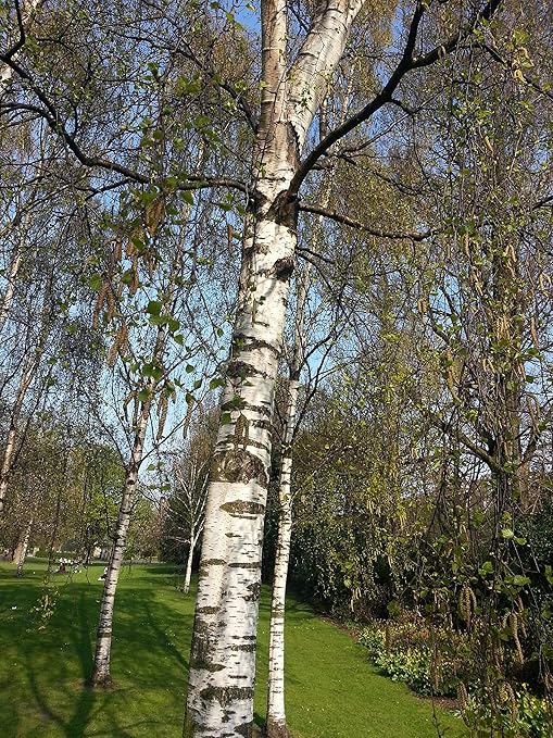 6 Silver Birch Tree 6-8ft,Stunning Winter Colour,Betula Pendula Plants ...