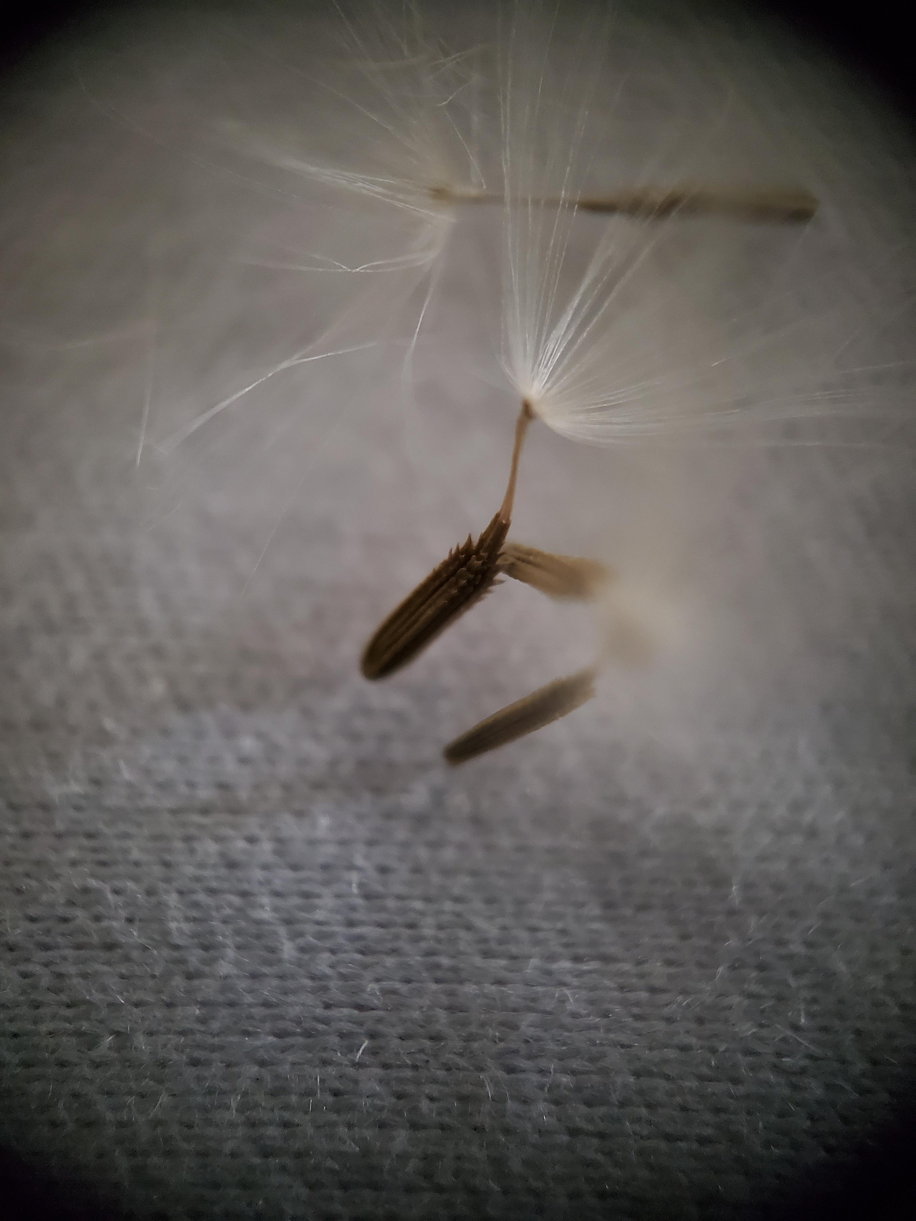 This Microscope Lens is EPIC!!!