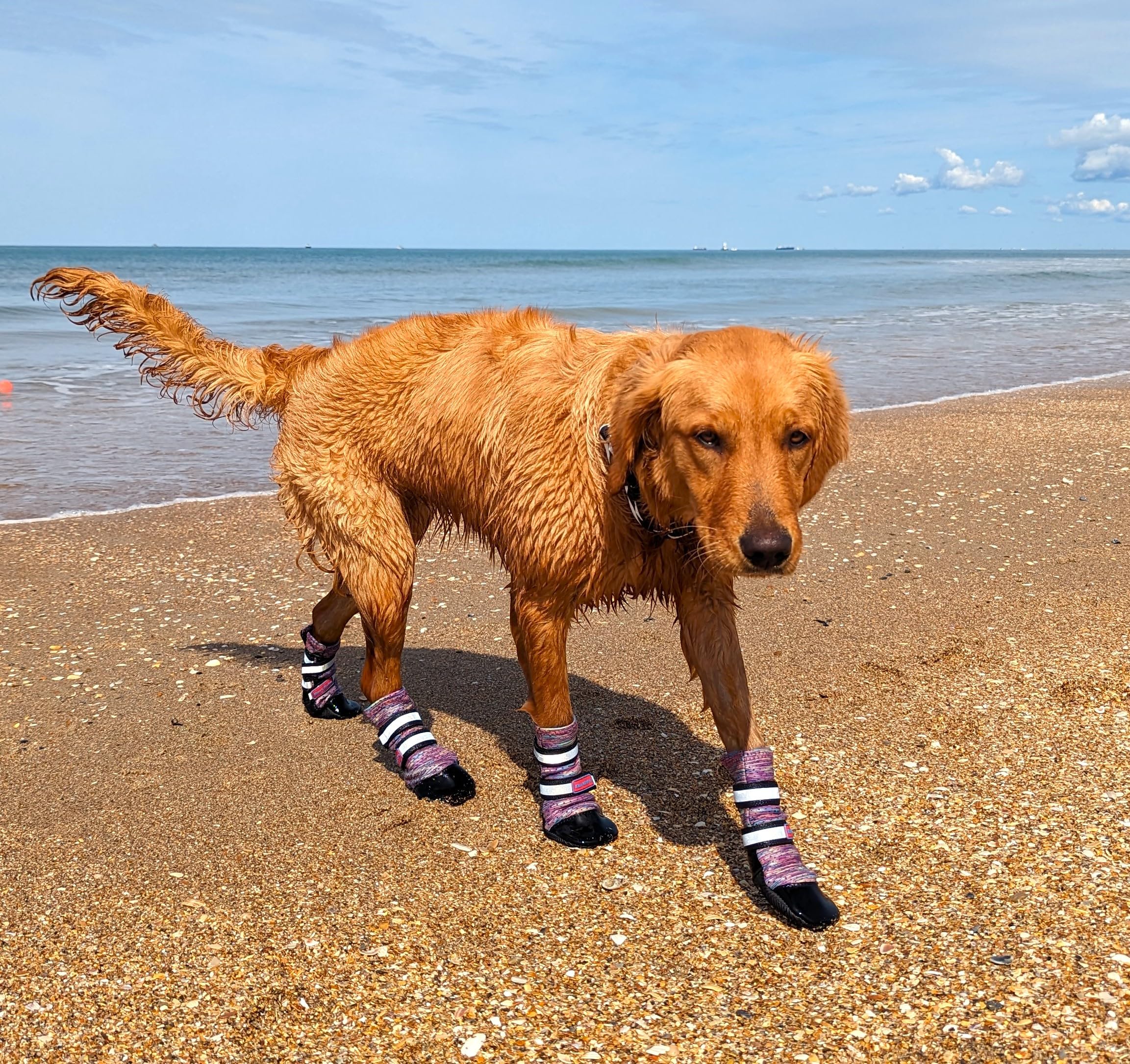 Photo 1 of Bark Brite Lightweight Neoprene Paw Protector Dog Boots Designed for Comfort and Breathability in 5 Sizes (Lavender Lg)