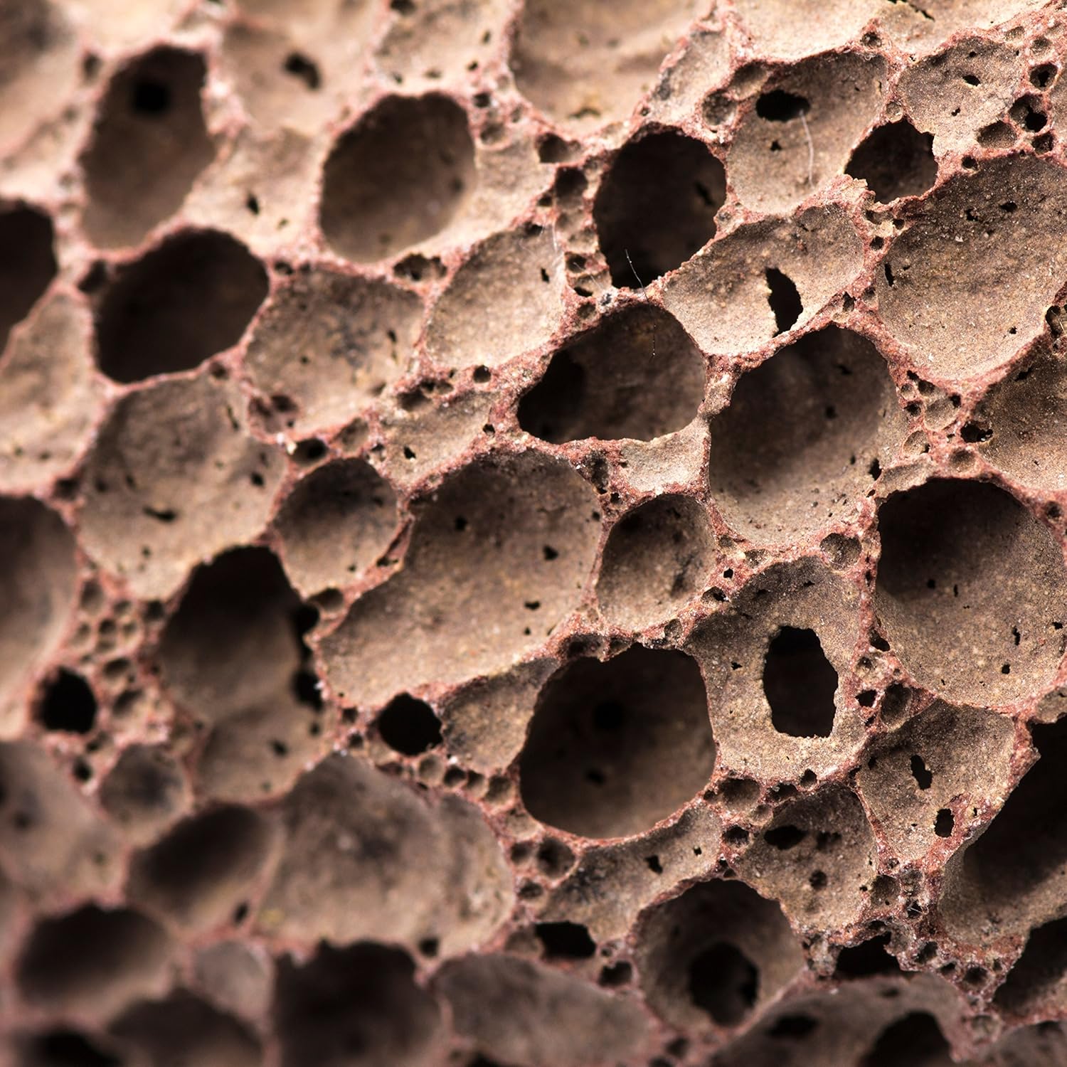 Natural Earth Lava Pumice Stone for Foot Callus by Zenda Naturals - Premium Callus Remover for Feet and Hands - Pedicure Tools, Exfoliation to Remove Dead Skin - Natural Foot File: Beauty