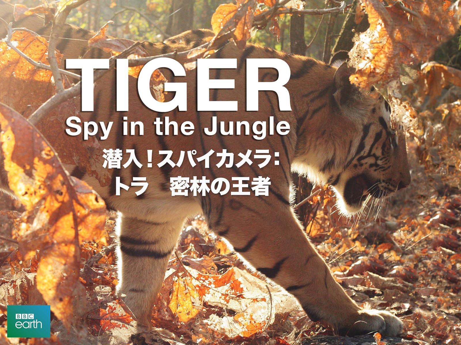 Amazon Co Jp 潜入 スパイカメラ ペンギン 極限の親子愛 字幕版 を観る Prime Video