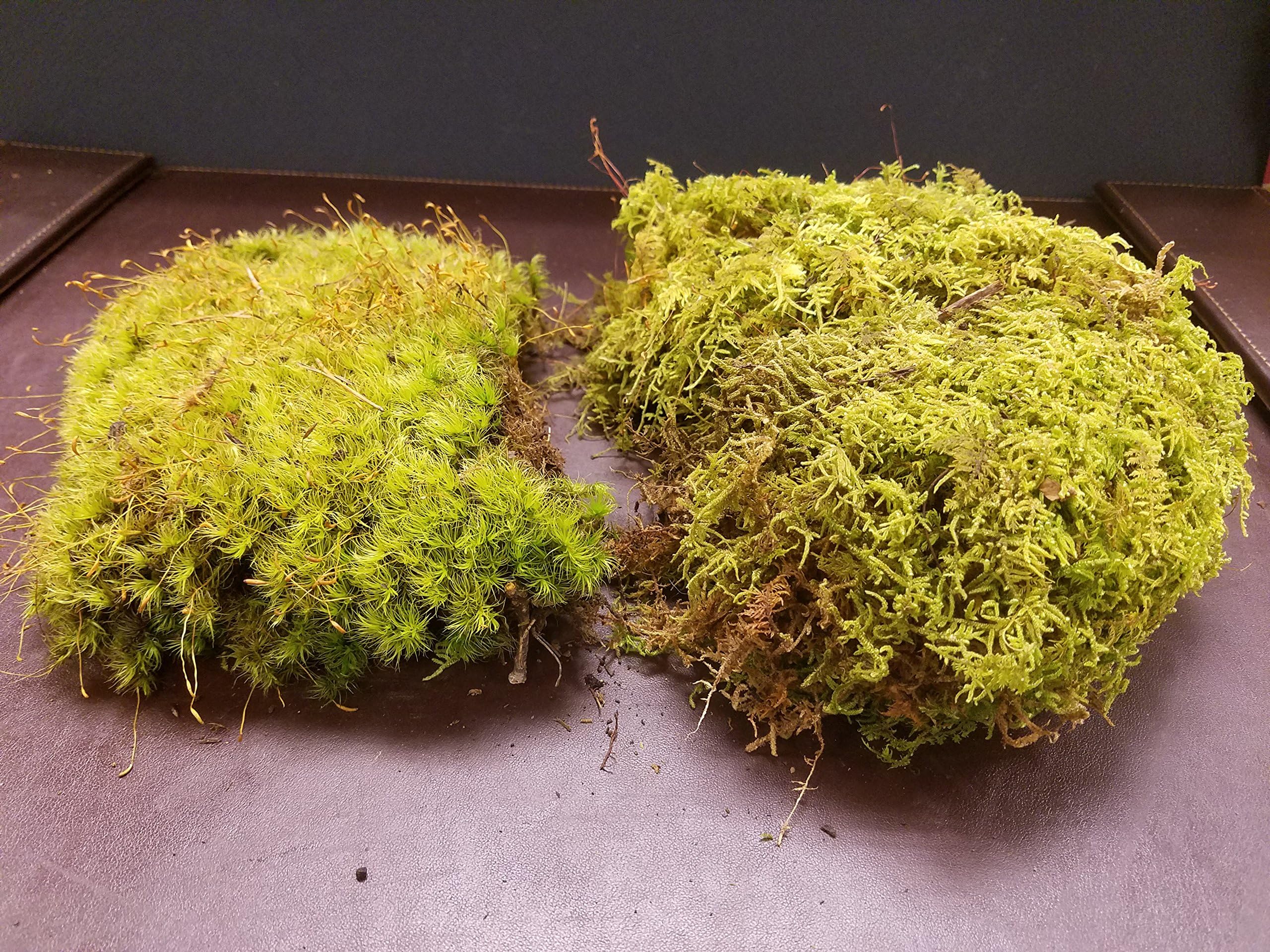 EZ Trading Super Assorted Mixed Mosses (Gallon)