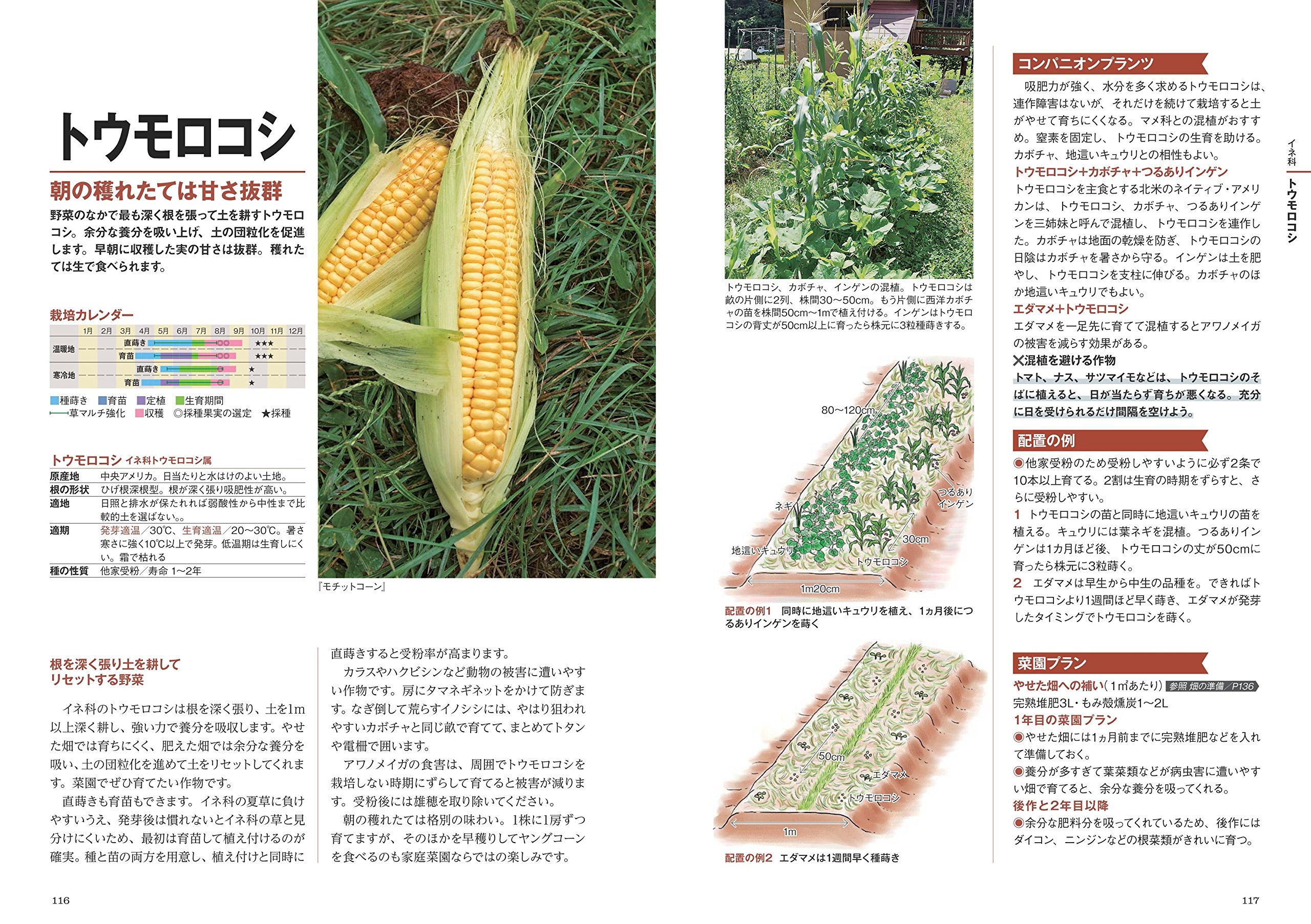 とことん解説 タネから始める 無農薬 自然菜園 で育てる人気野菜 新田 穂高 竹内 孝功 本 通販 Amazon