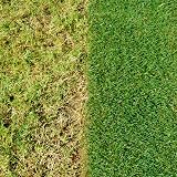 Miracle-Gro Evergreen Complete 4 in 1 Lawn Food 7kg 200m2 Weed Moss view 4