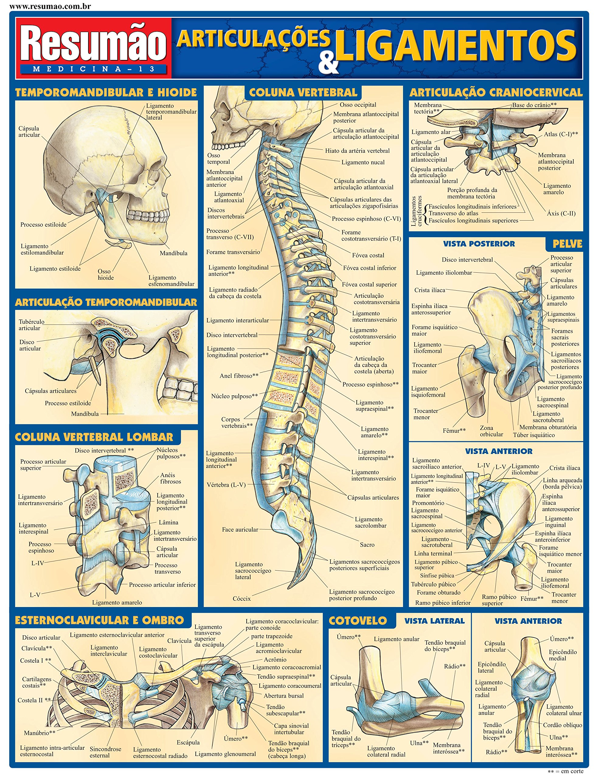 Ligamentos Do Corpo Humano - BINKEDU