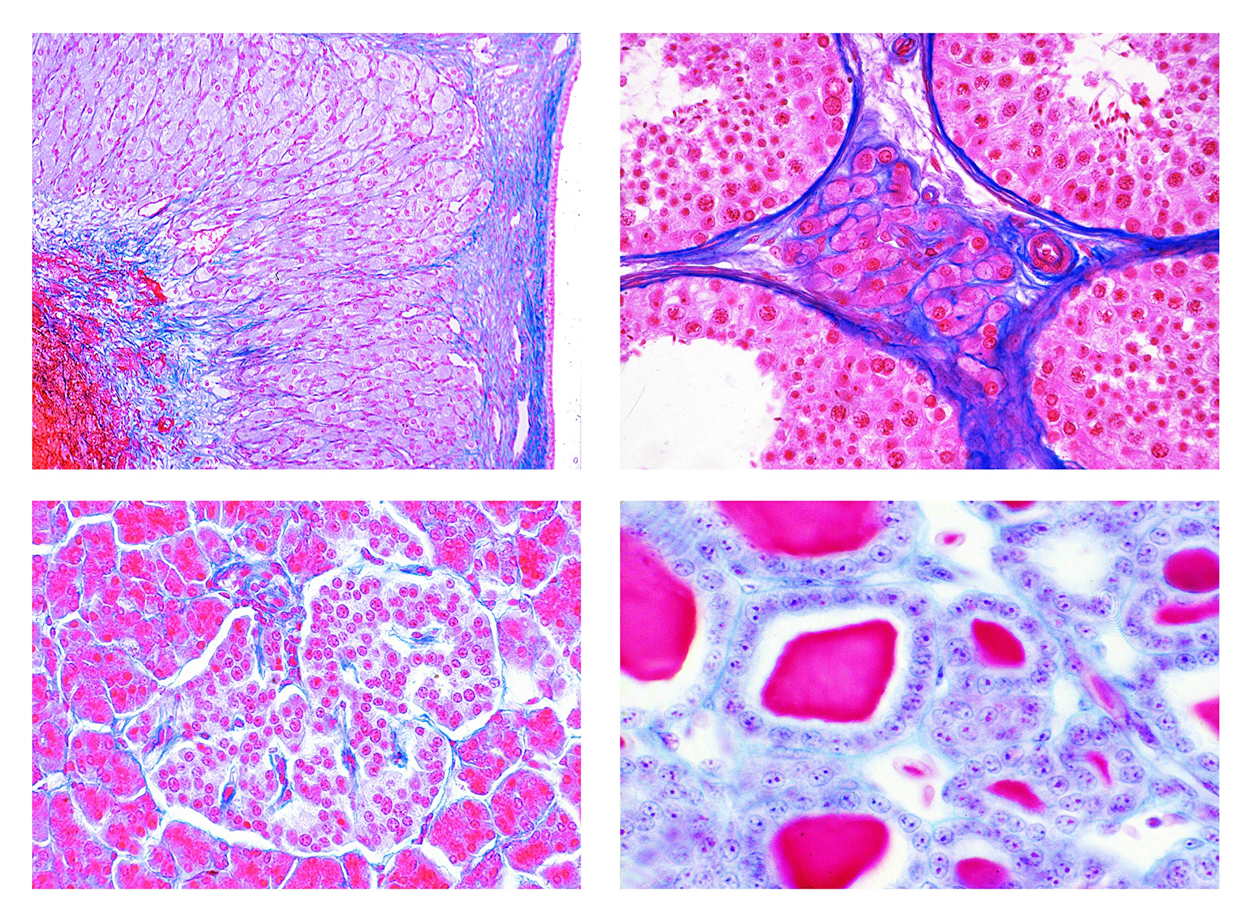 LIEDER Biology Microscopy Micropräparate Series_ Sensory Physiology