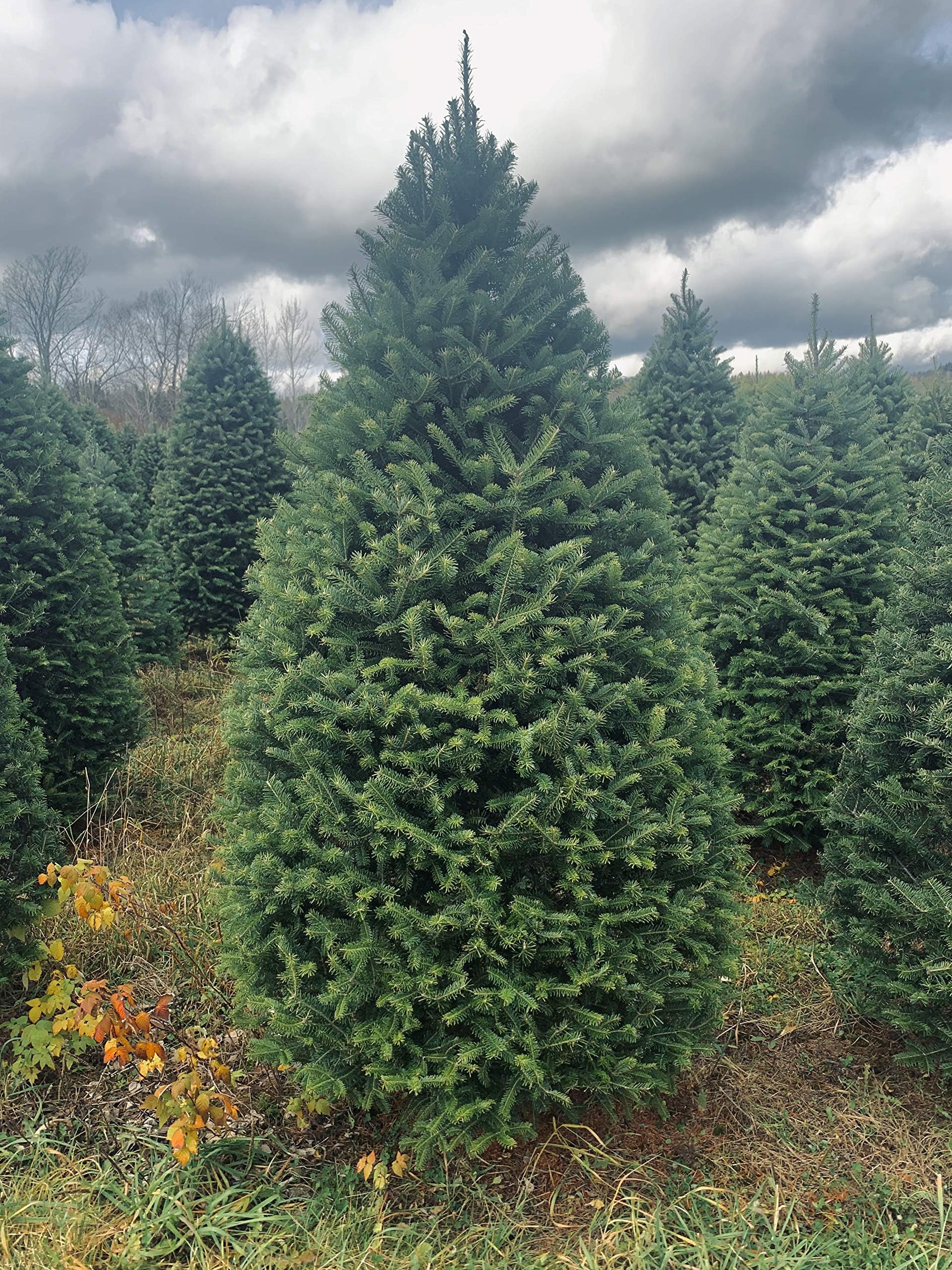 Fresh Cut Real Christmas Tree 7 Foot Balsam Fir