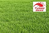 Avern Turbo Cold Lawn Seed 1.3KG Hard Wearing Dog Friendly Germinates In Cold view 4